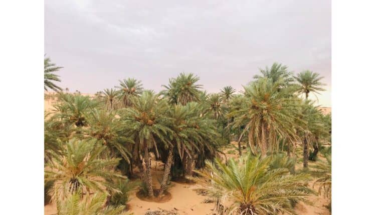 الصورة الرئيسية للمقال