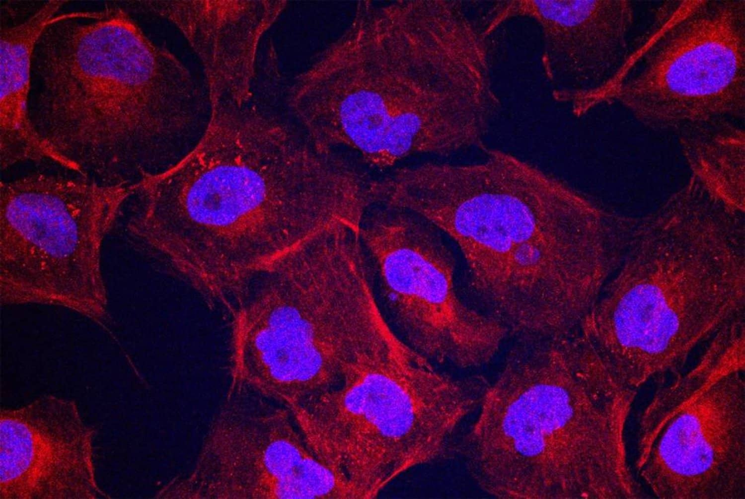 الصورة الرئيسية للمقال