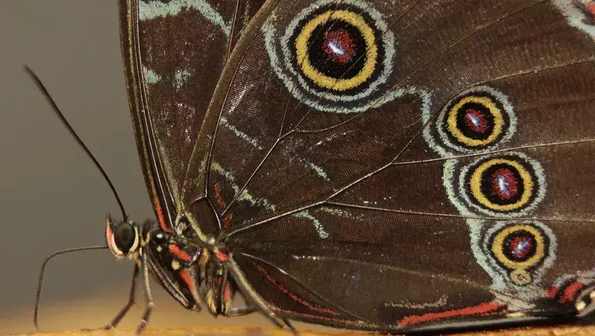 الصورة الرئيسية للمقال