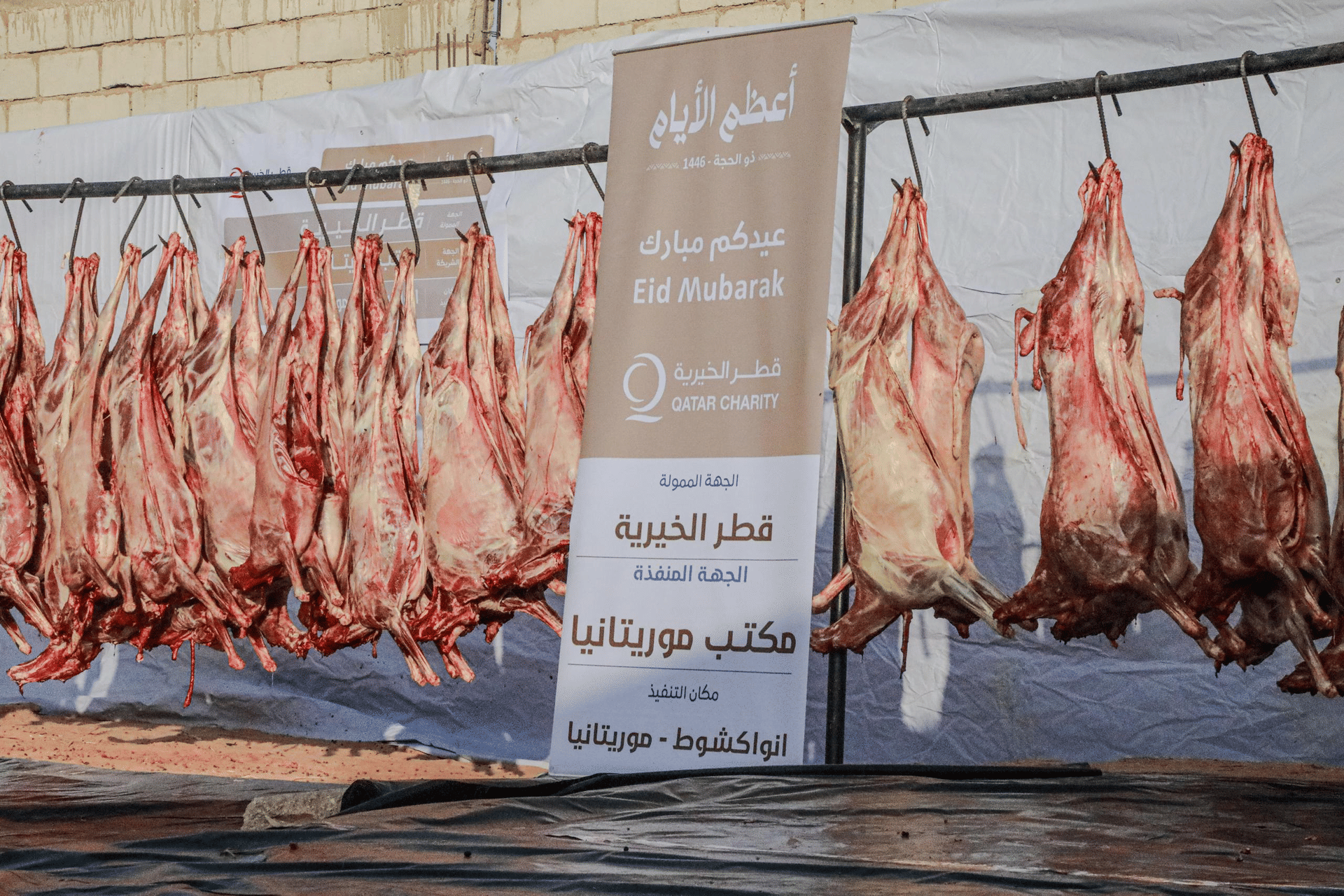 الصورة الرئيسية للمقال