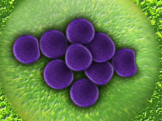 الصورة الرئيسية للمقال