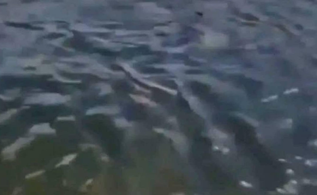 صورة المقال