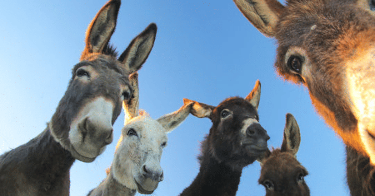 صورة المقال