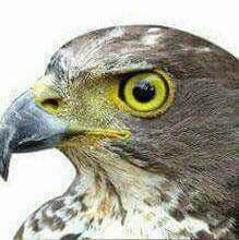 الصورة الرئيسية للمقال