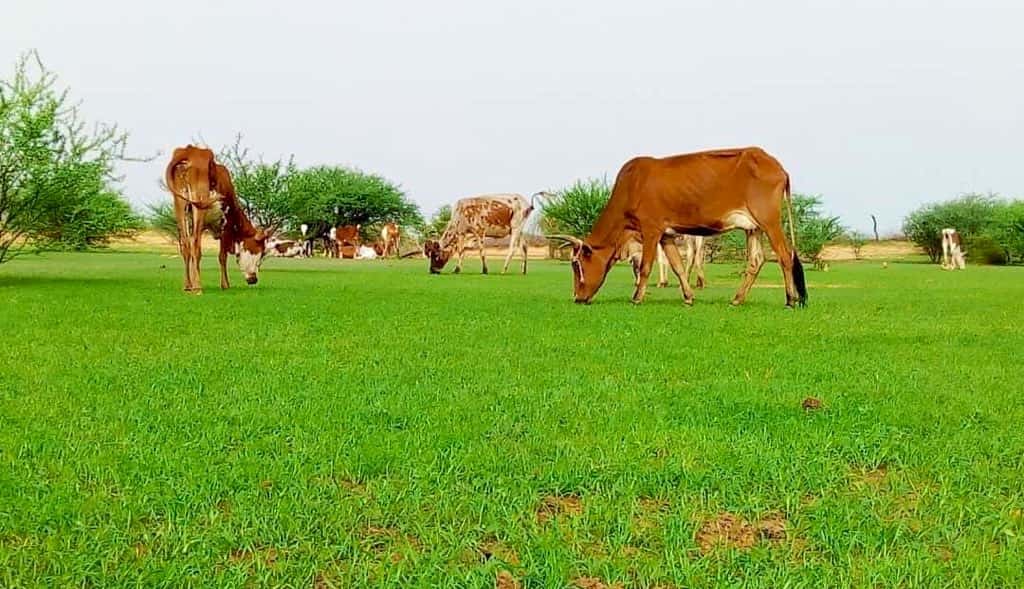 صورة المقال