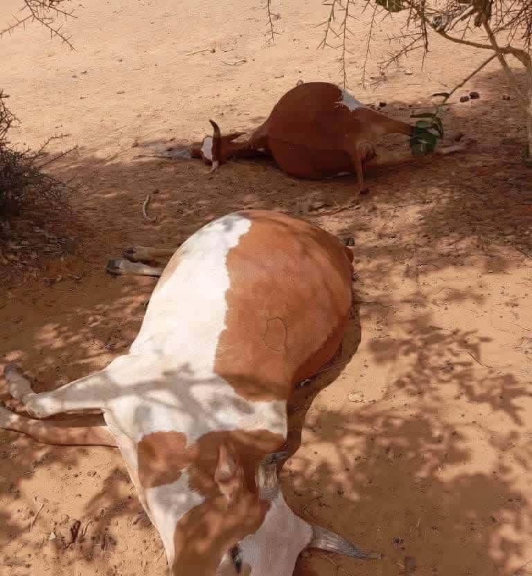 صورة المقال
